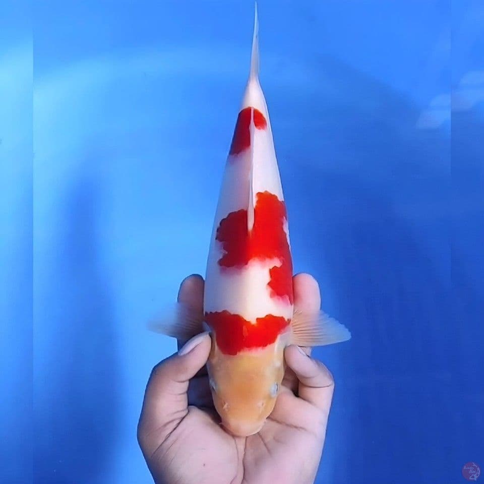 Kohaku # 29cm - Male