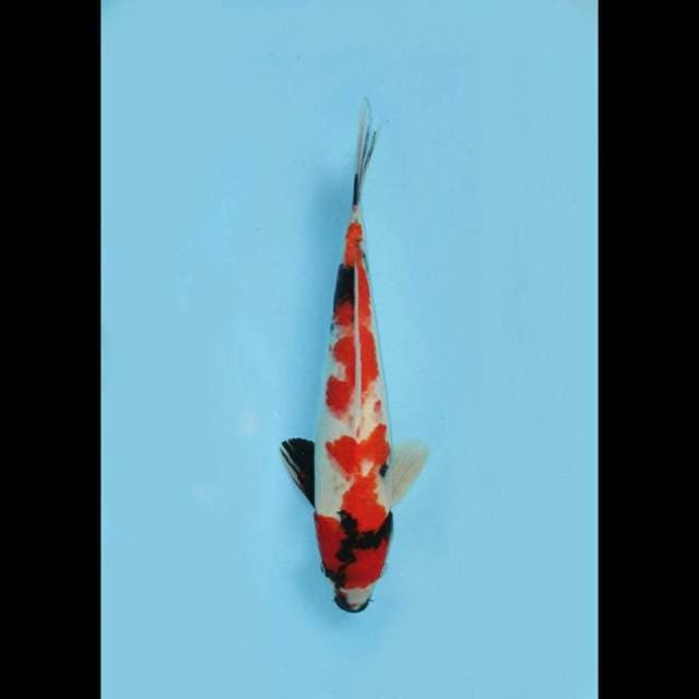 Jumbo Showa 40cm