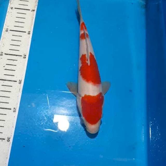 KOHAKU 25 CM