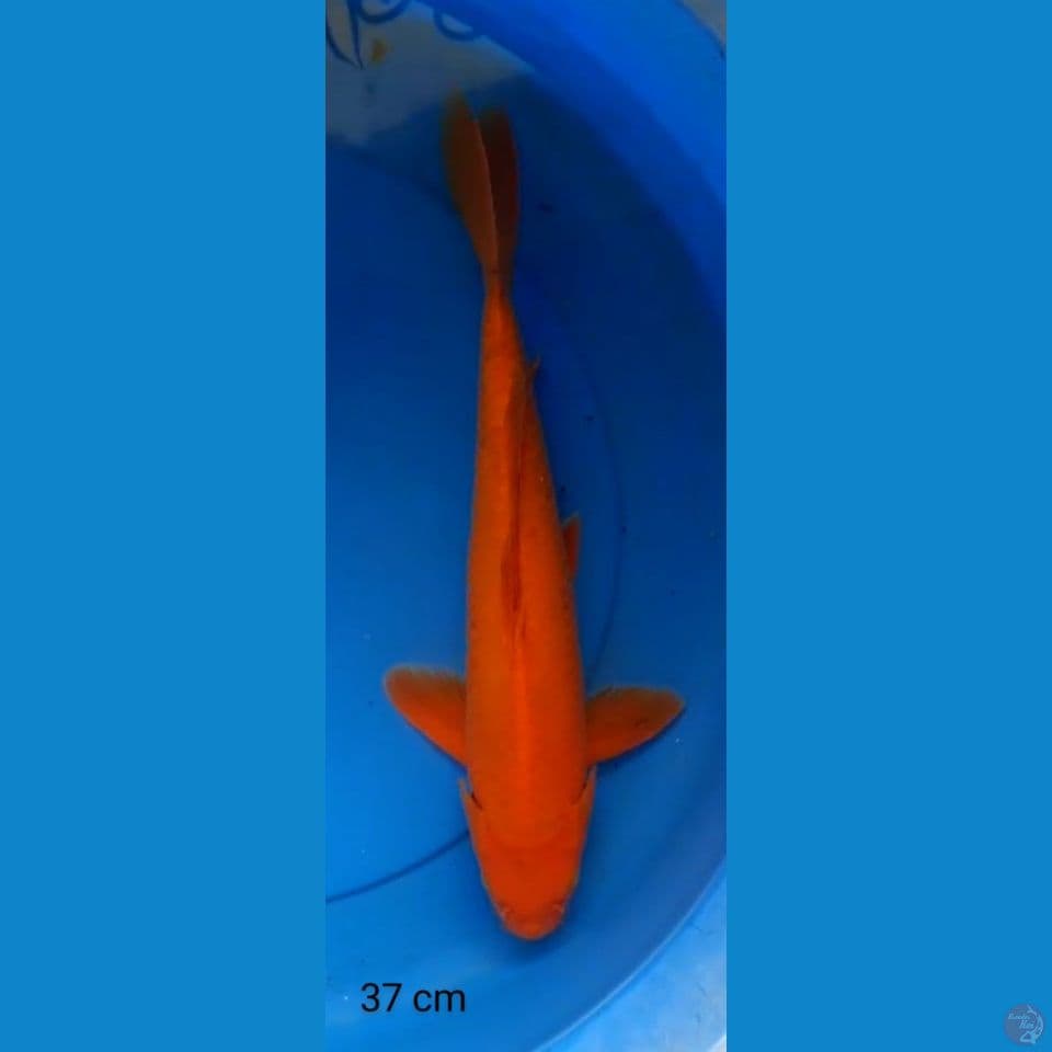 benigoi male 37 cm