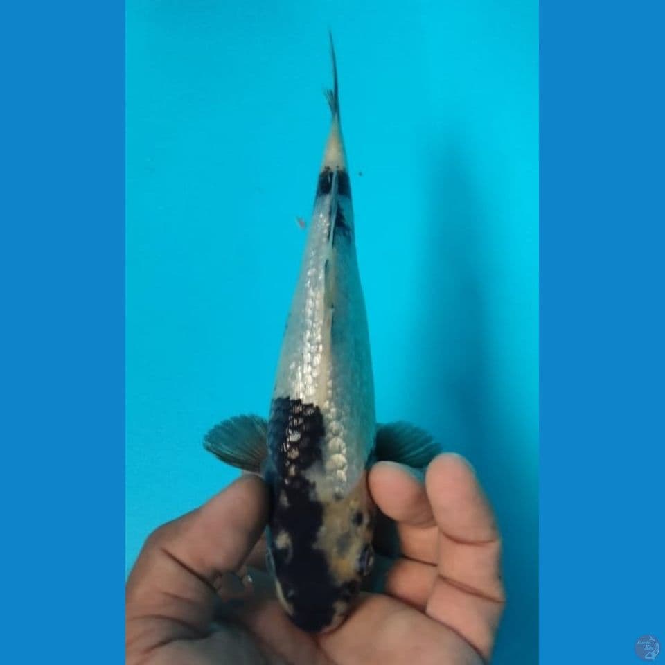 GINRIN 22CM