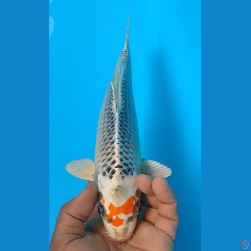 KUJAKU 29 CM