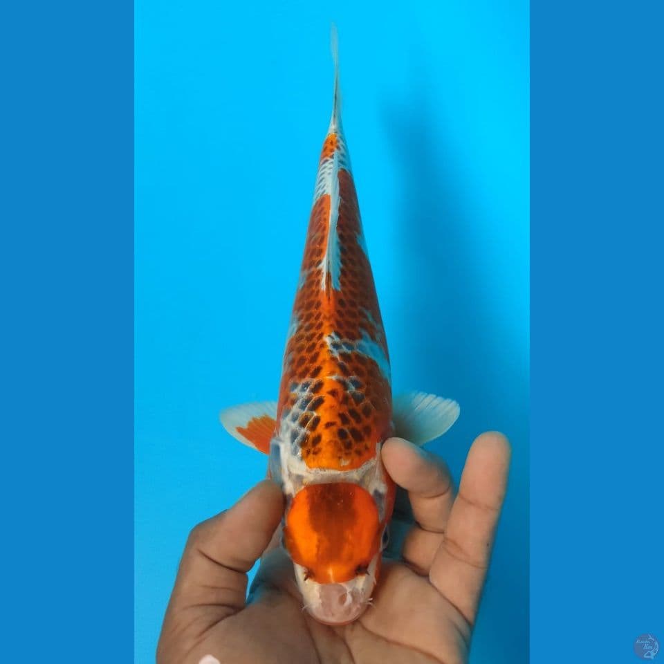 MARUTEN 29CM