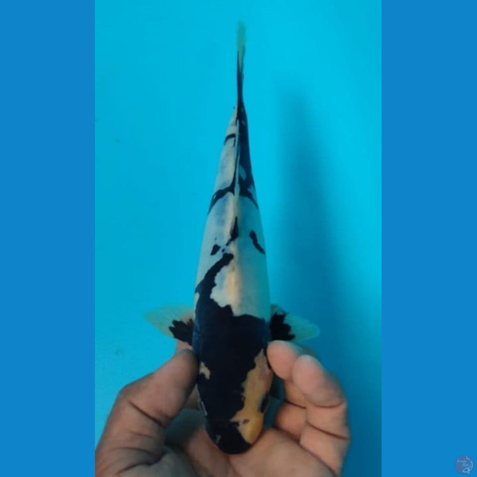 DOITSU 24CM