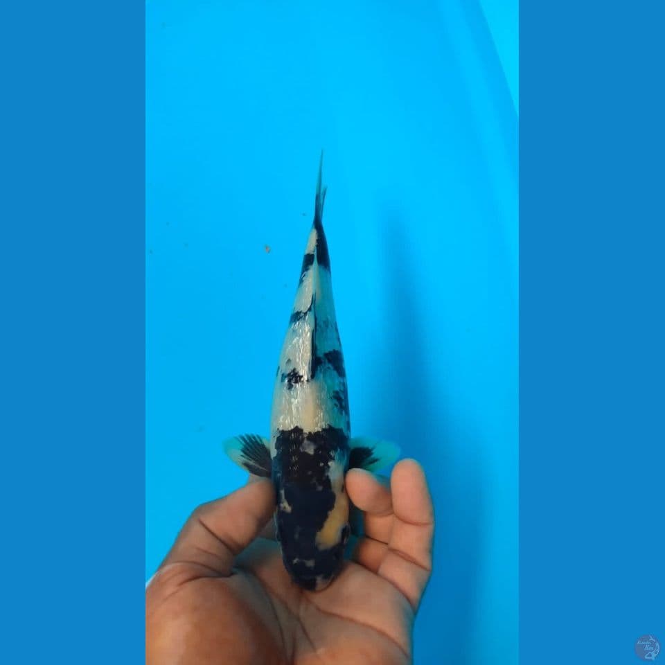 GINRIN 23CM