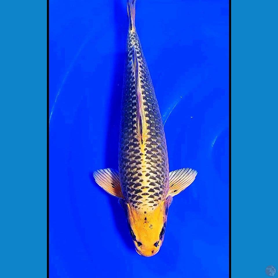 41cm gin matsuba munuk ml