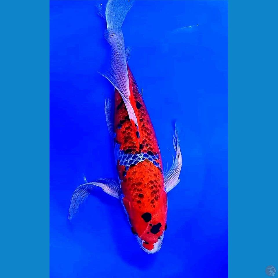 50bu/47cm kmpy strong kuro goshiki ml