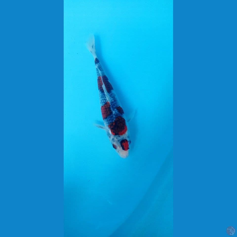 gingga 24