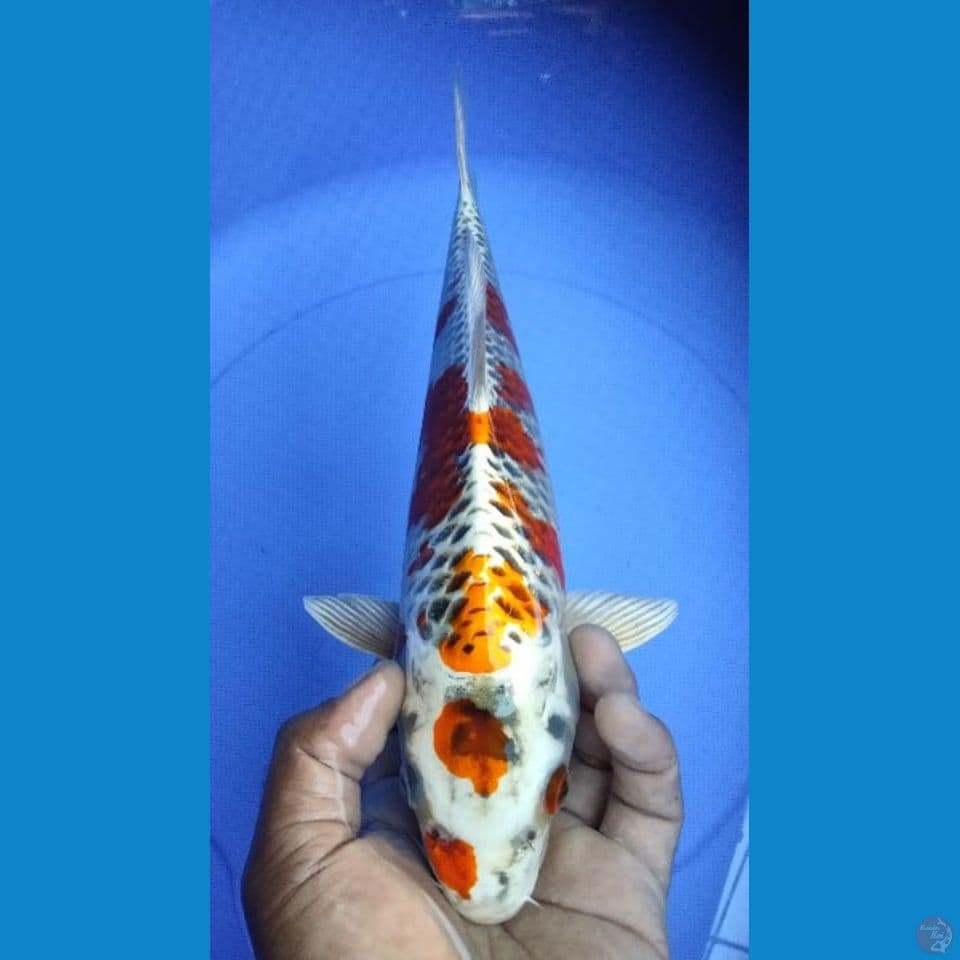 KUJAKU 35CM