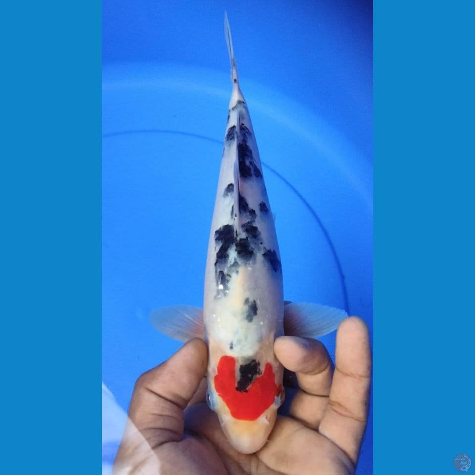 TANCHO SANKE 25CM