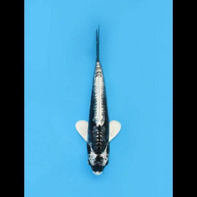 Kabuto Putih Unique 30cm