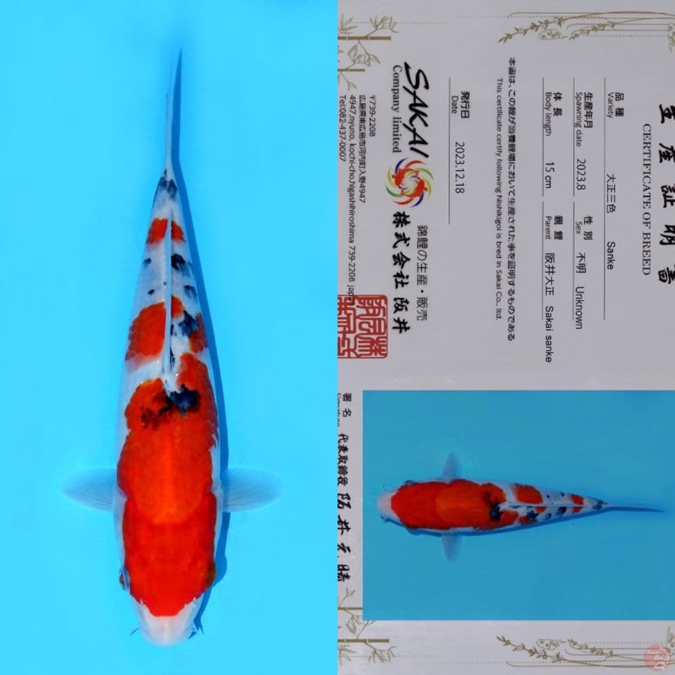 SAKAIN YONDAN SANKE HQ 27CM