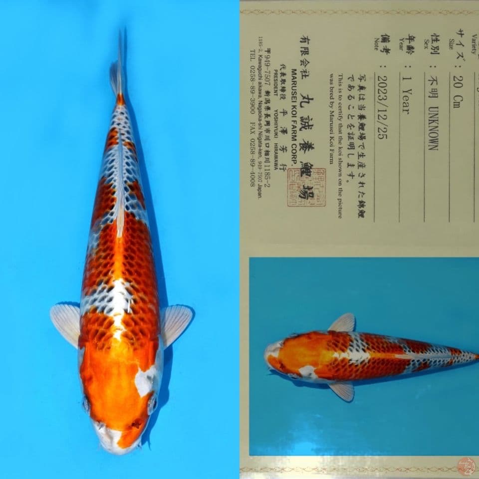 MARUSEI KUJAKU SQ 32CM