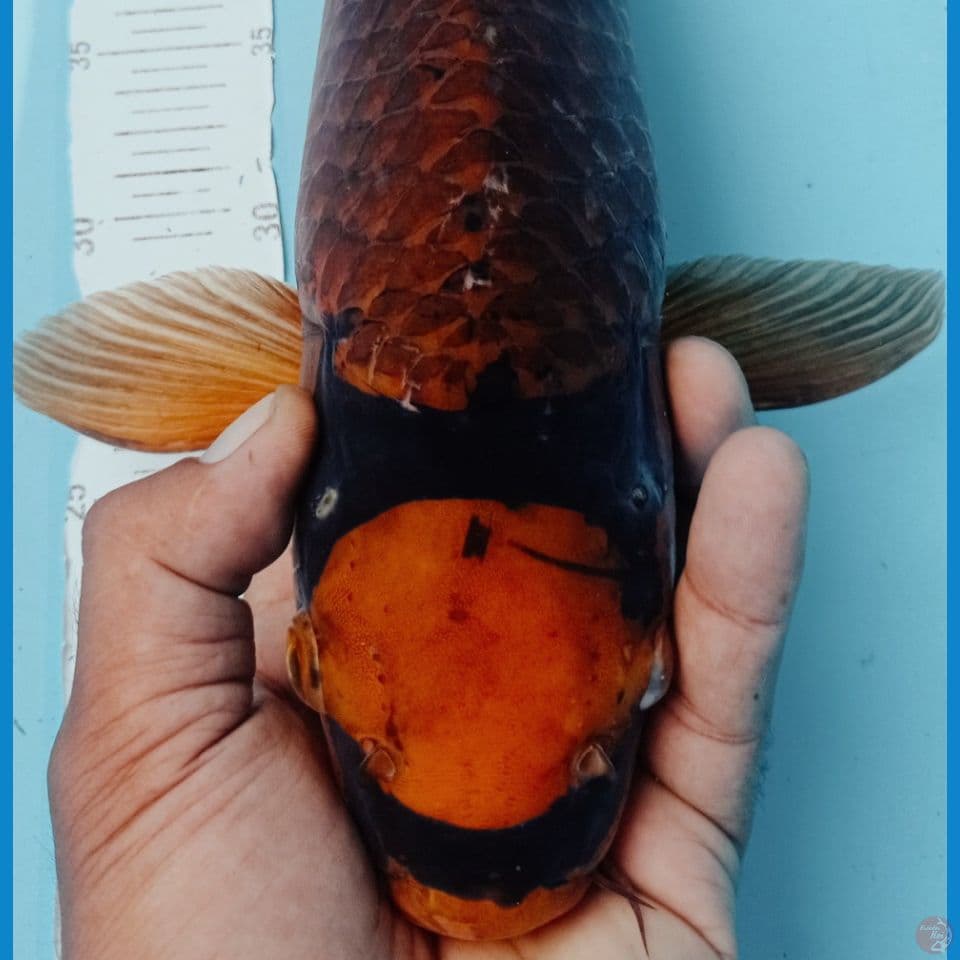 KARAMEL 47CM