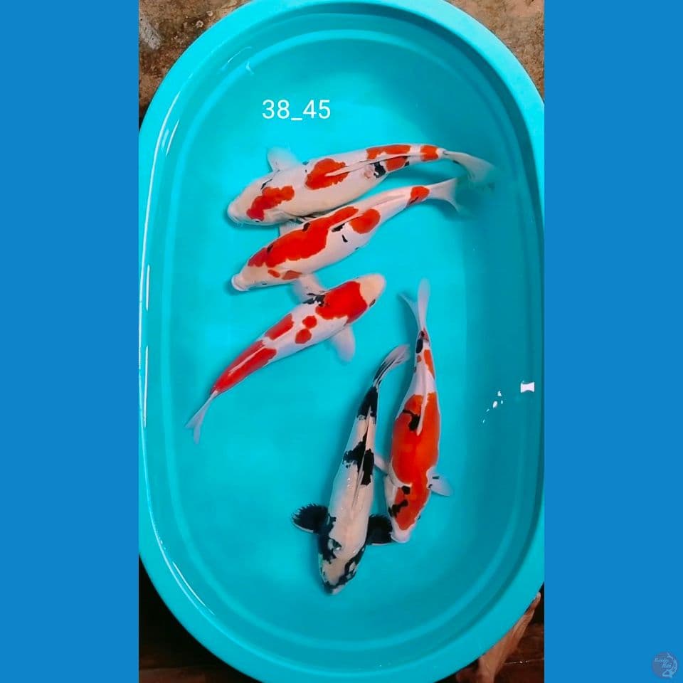 doitsu 38_45cm