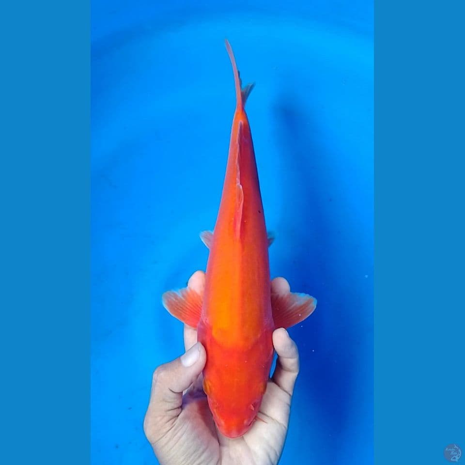 benigoi doitshu tembus 30cm.m