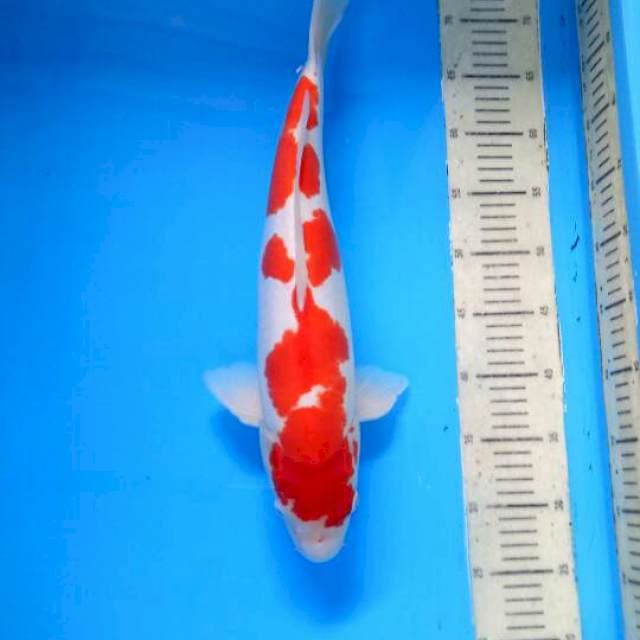 Kohaku Doitsu Jumbo