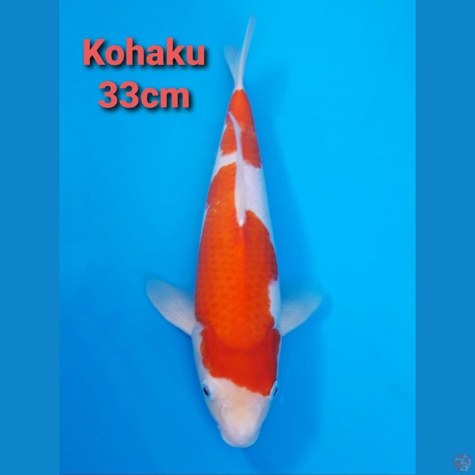KOHAKU 33CM