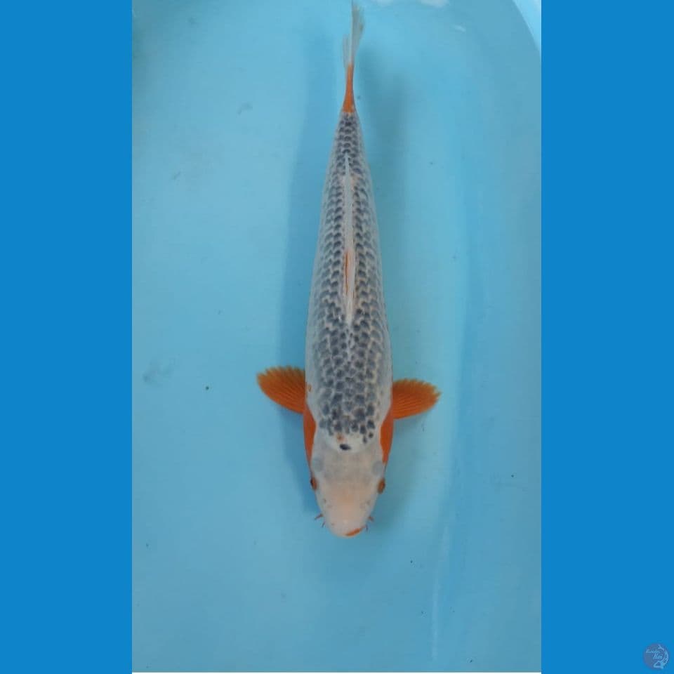 Asagi 41cm