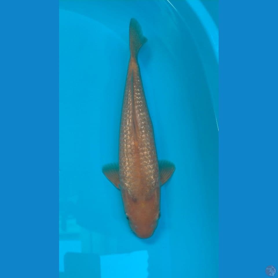 Caramel Gindrin Madina Male 39cm™