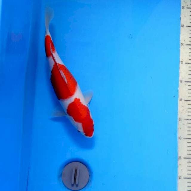 Sandan Kohaku bulky