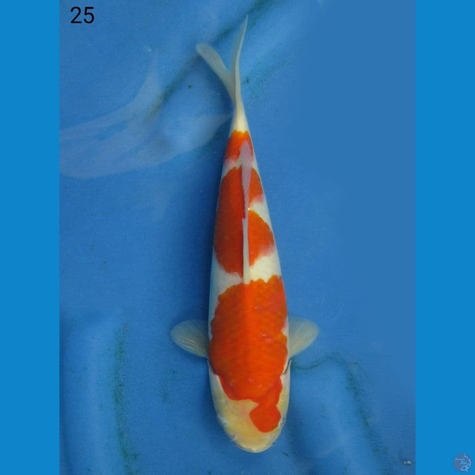 KOHAKU SANDAN, 25CM