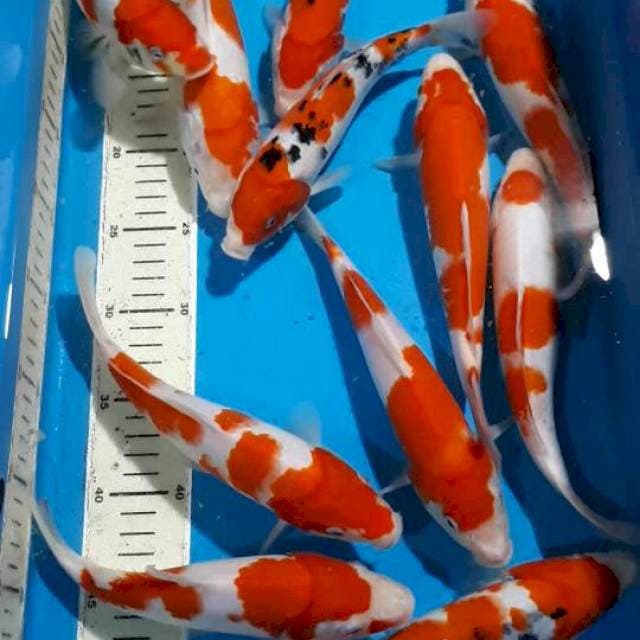 MIX KOI 21 SAMPAI 25 M