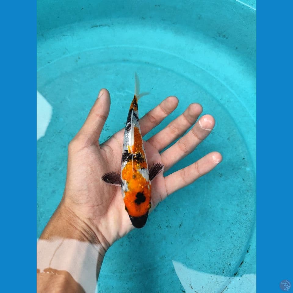 Showa ginrin 18 cm