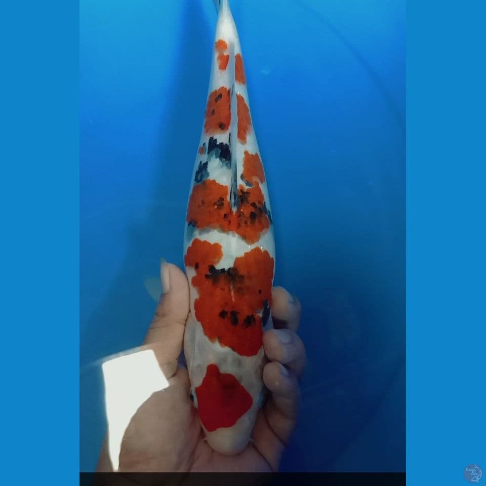 koromo sanke 31 cm
