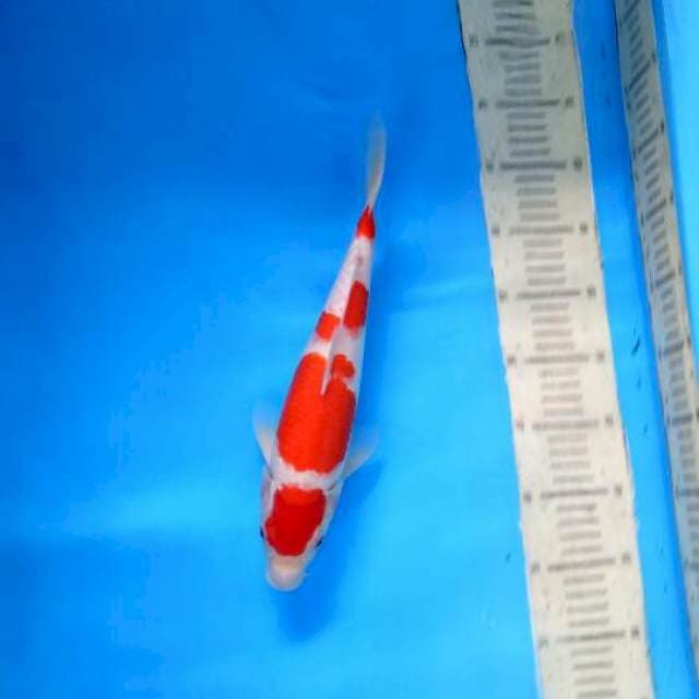 Yondan Kohaku