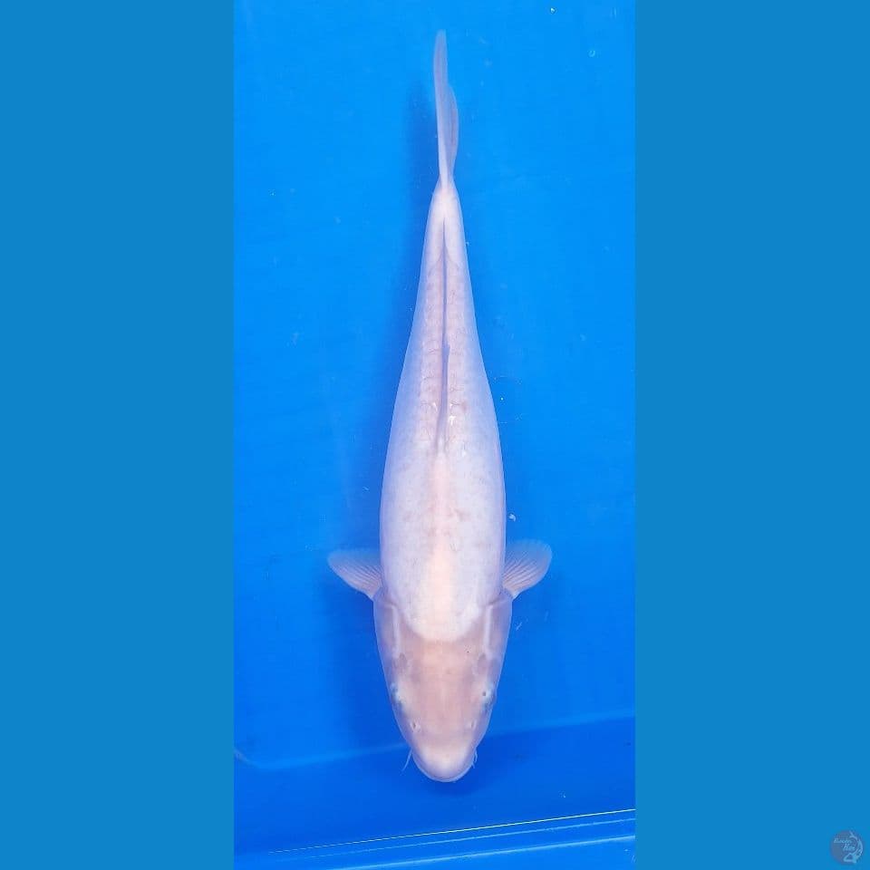 Shiromuji Doitsu 35cm Betina