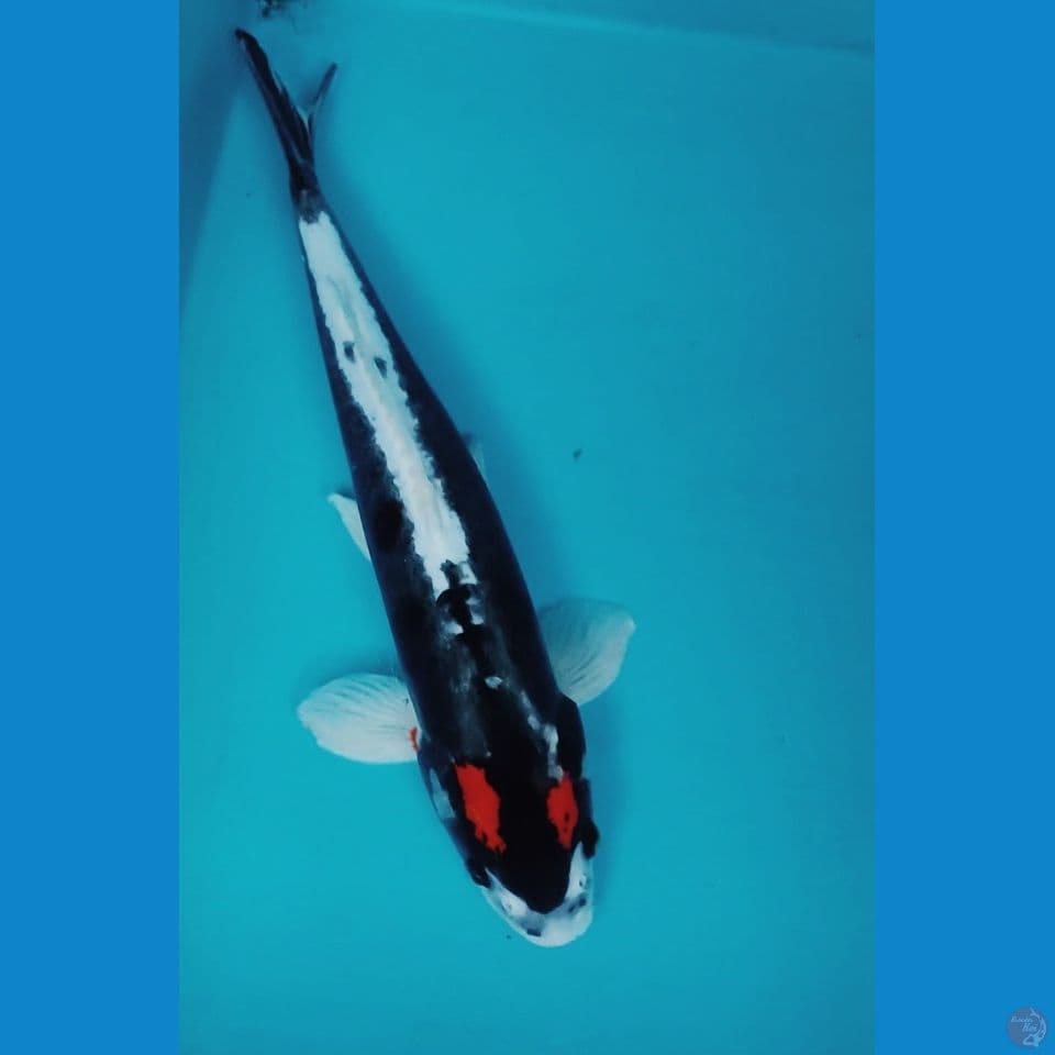 doitsu kawarimono 39cm male