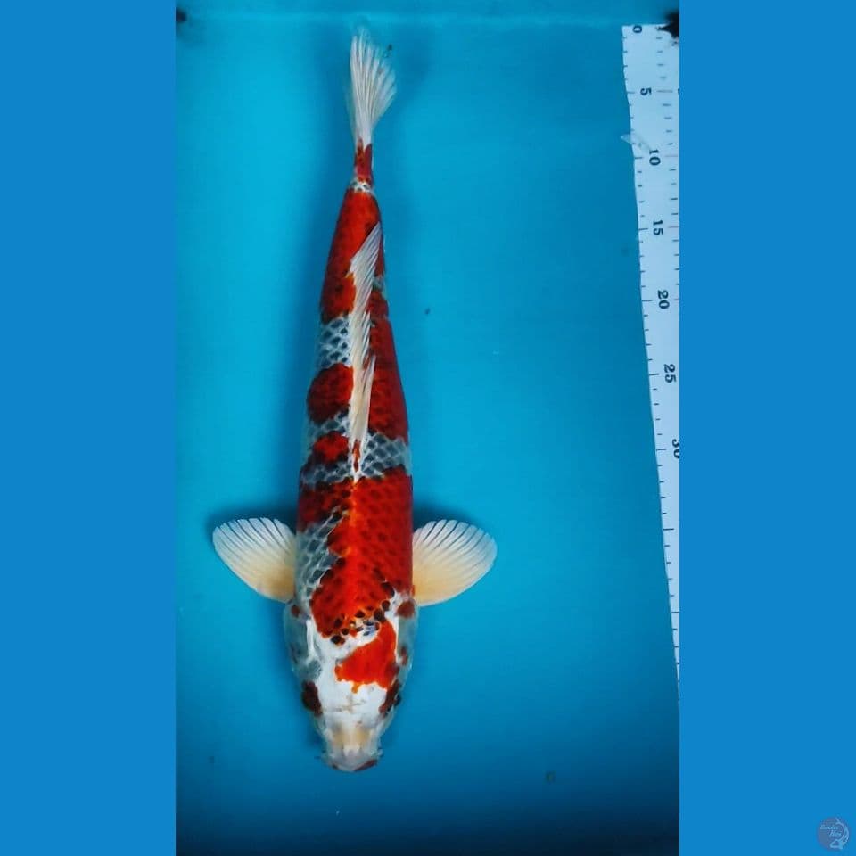 Kujaku strong 43cm male