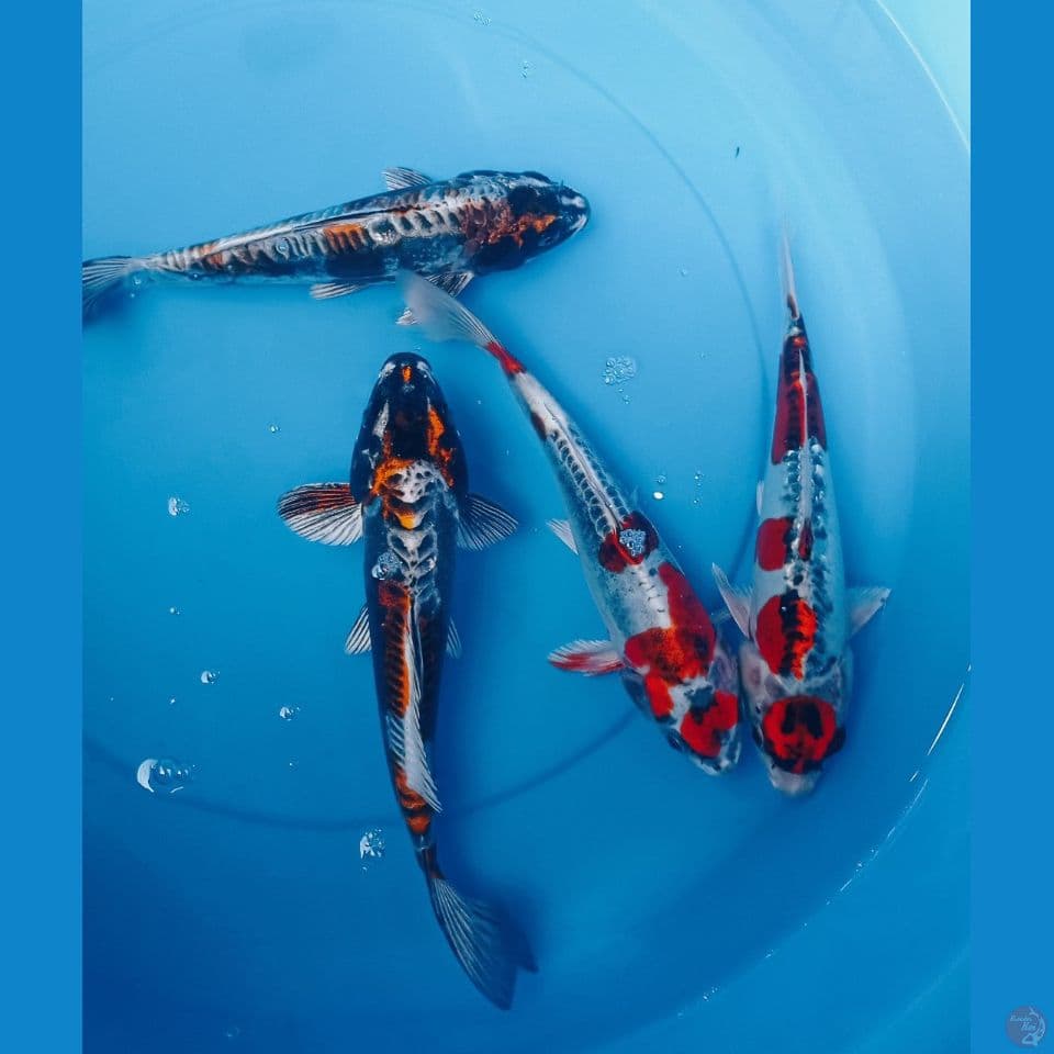 BREEEN 25,27CM