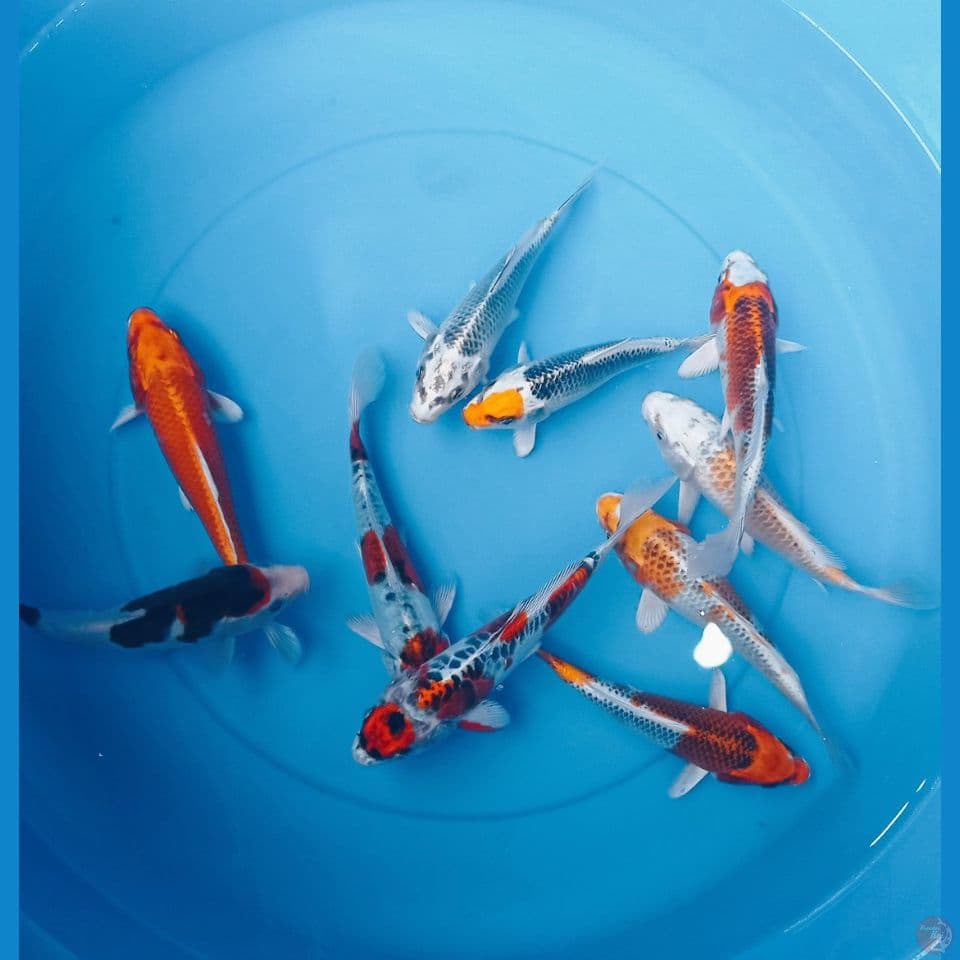 BREEN 17,20CM