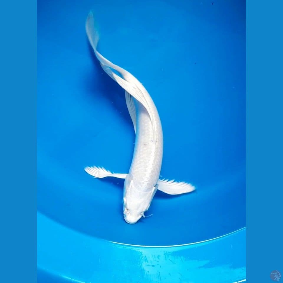 kumpay platinum 34cm