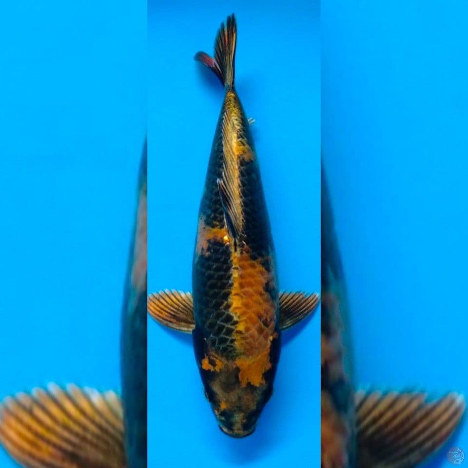Gin Utsuri 30cm male