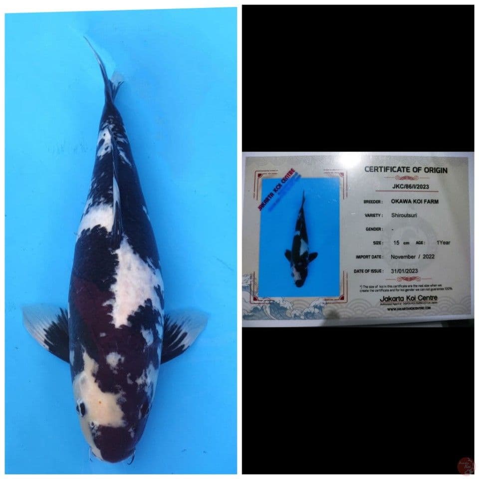 Okawa Jumbo Shiro