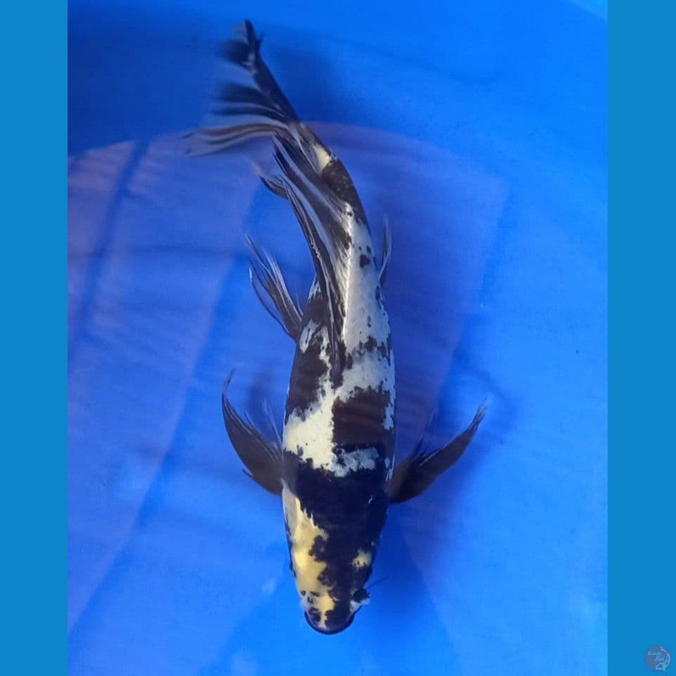 SHIRO KUMAY 37CM