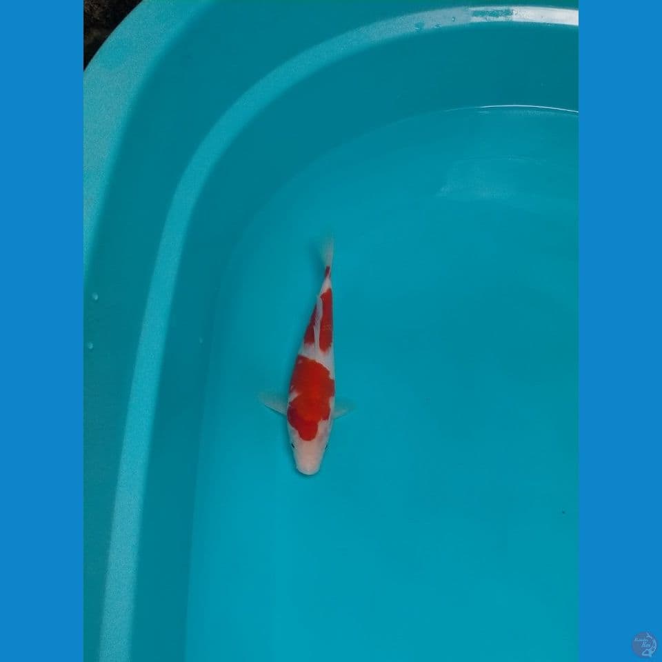 Kohaku Sandan Top 21cm™