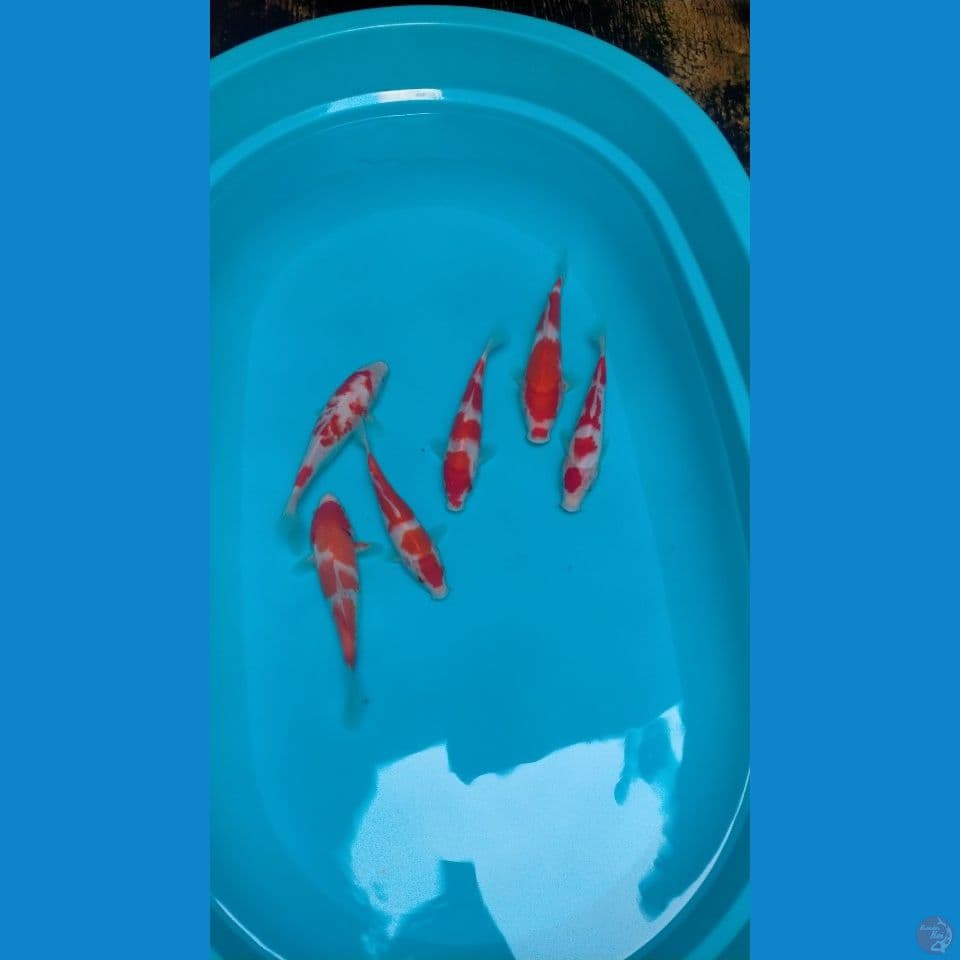 Paket Kohaku 6ekor 21-26cm™