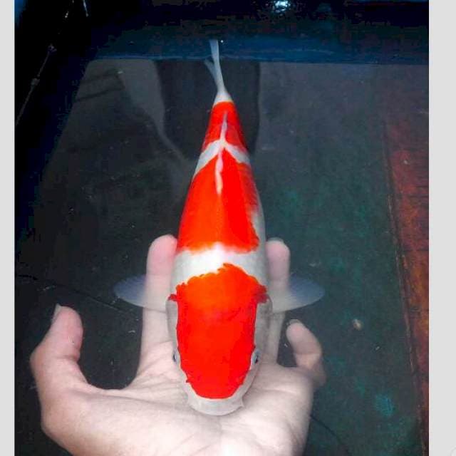 momotaro kohaku bulky original 35cm
