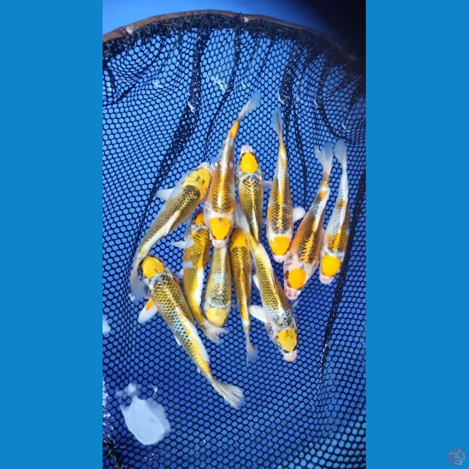 MARUTEN KIRIN 12,15,17CM