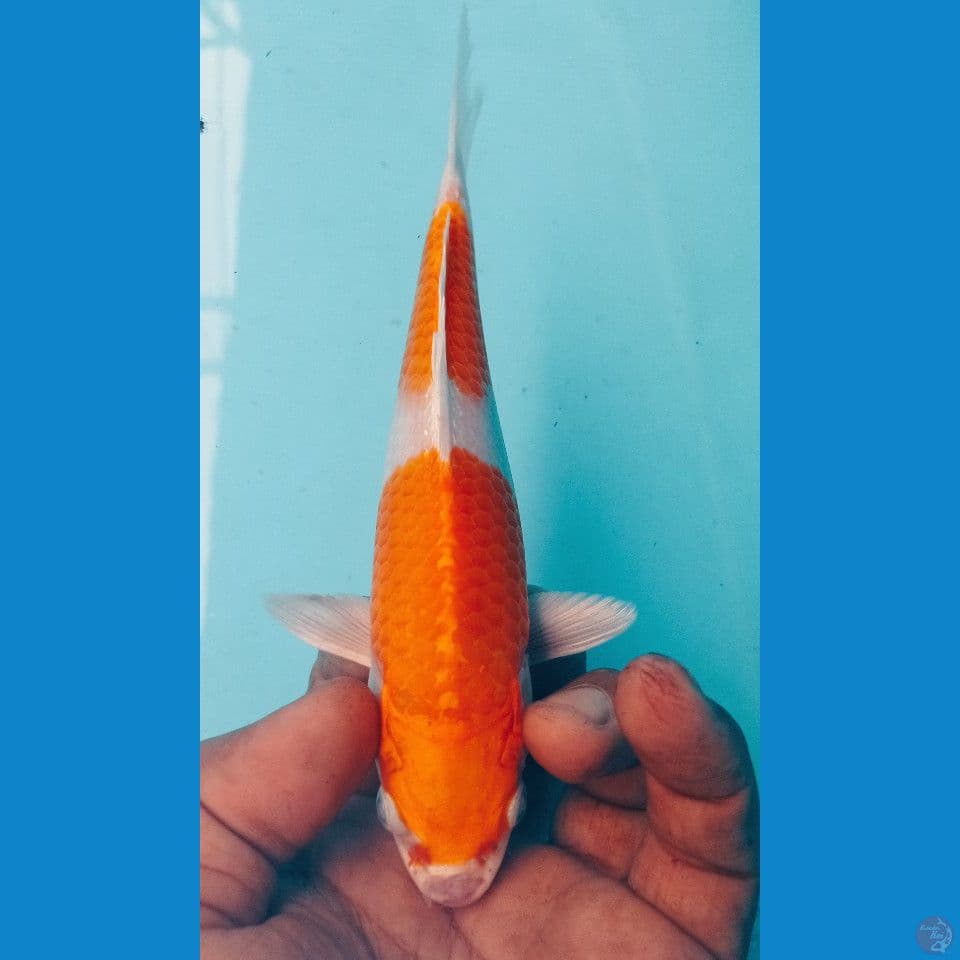 RONG STEP 20CM