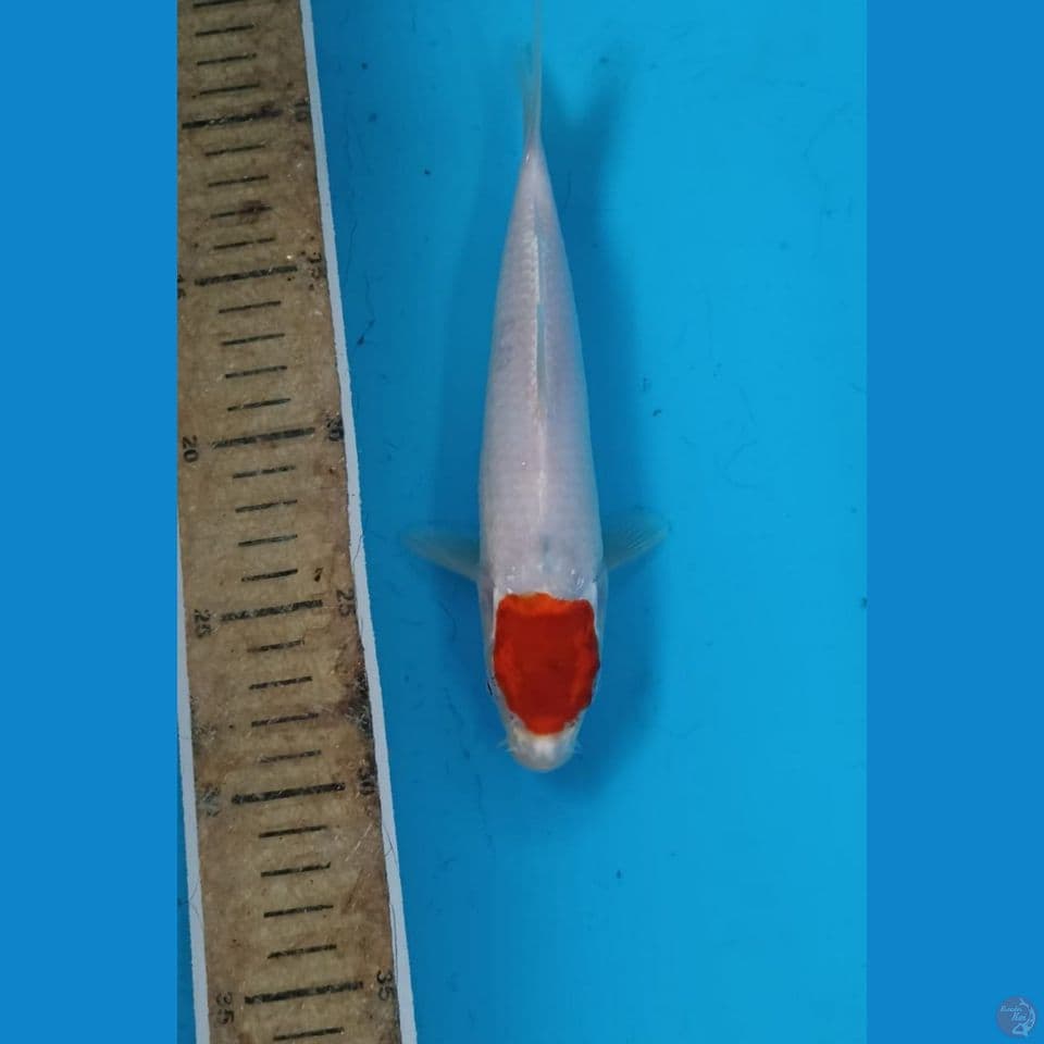 Tancho 21cm