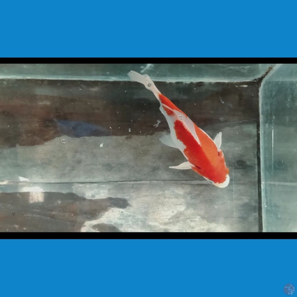 Tamasaba 15 cm