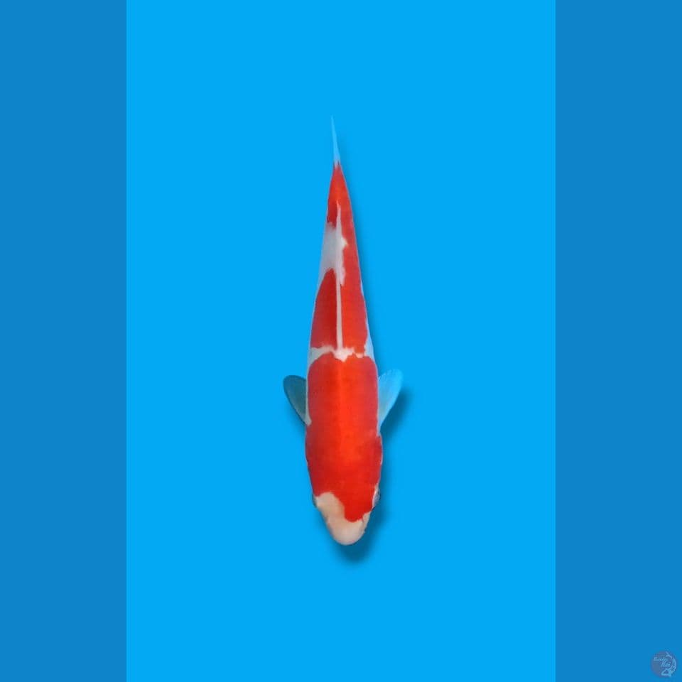 Kohaku Doitsu 22cm