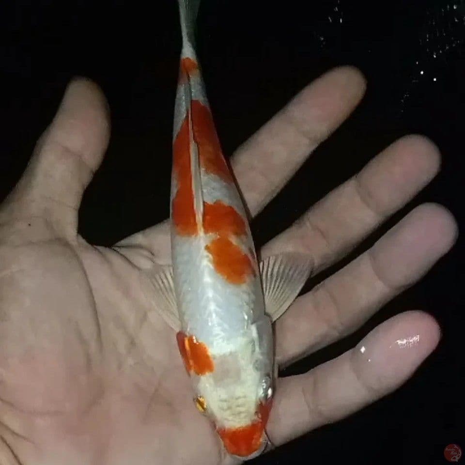 Sakura Ogon 18 cm
