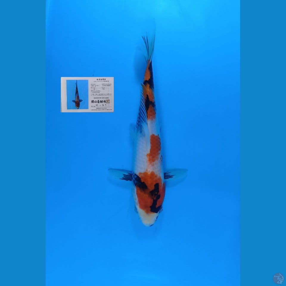 Showa import sekiguchi 25cm