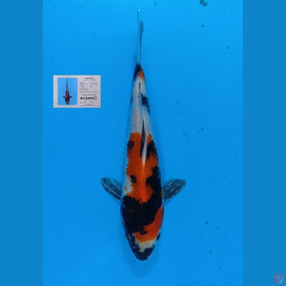 Showa import sekiguchi 25cm